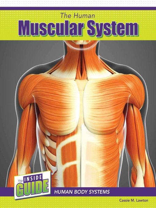 Title details for The Human Muscular System by Cassie M. Lawton - Wait list